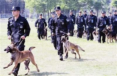 昨天上午,全省公安机关警犬技术技能比武在省公安厅野外警犬训练基地