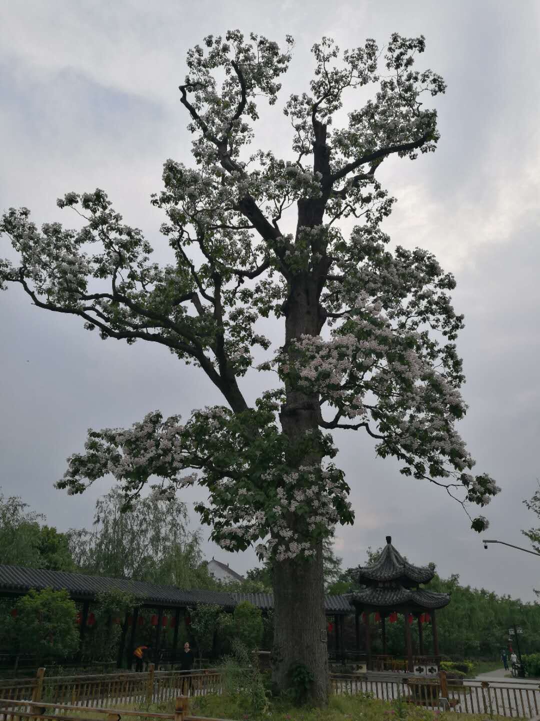 今年春天,千年梓树重新开花.jpg