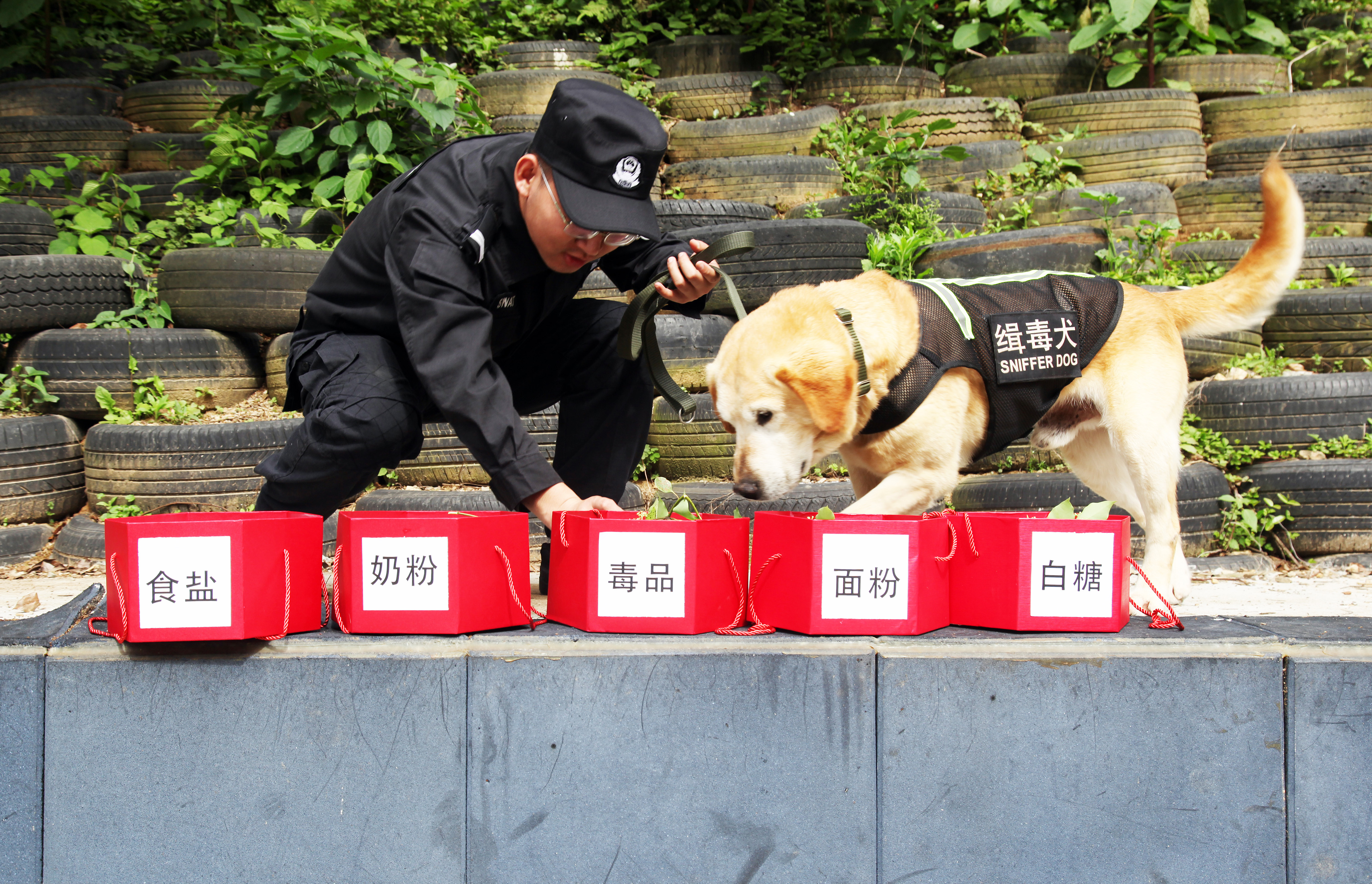 缉毒犬练兵_平安剪影_平安浙江网